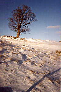 Ein einsamer Baum nahe dem Örtchen Braemar